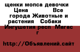 щенки мопса девочки › Цена ­ 25 000 - Все города Животные и растения » Собаки   . Ингушетия респ.,Магас г.